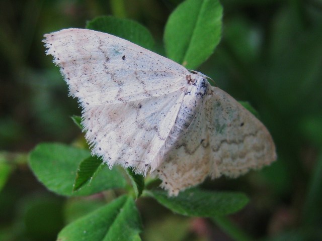 Farfallina bianca